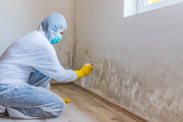 Licensed Mold Testing service in Dublin, GA - WQB Mold Removal